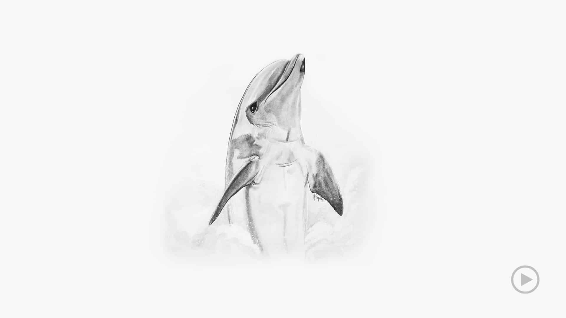 Pencil drawing video of a dolphin.