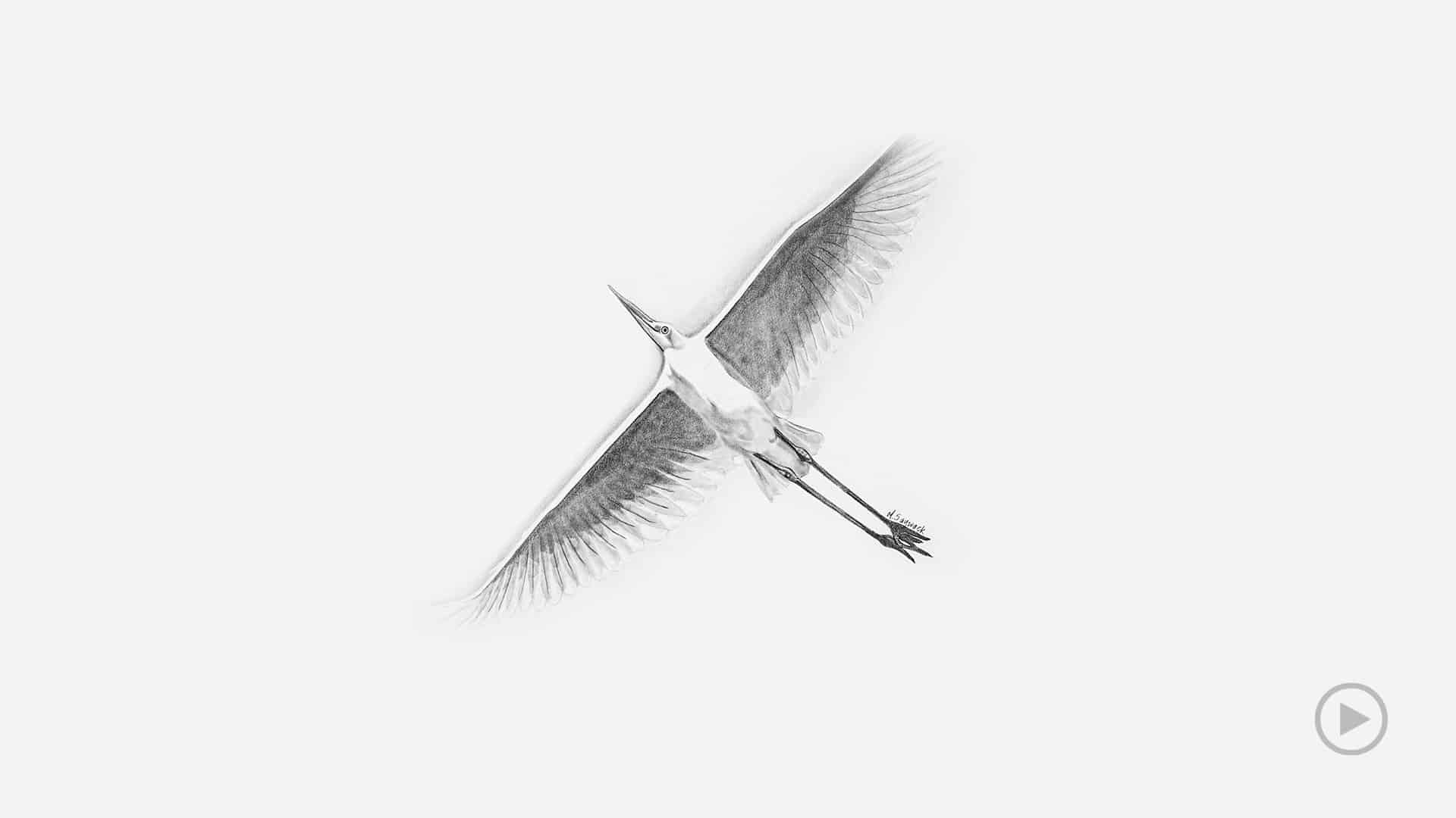 And Egret in flight - a time-lapse pencil drawing video. Artful relaxation.