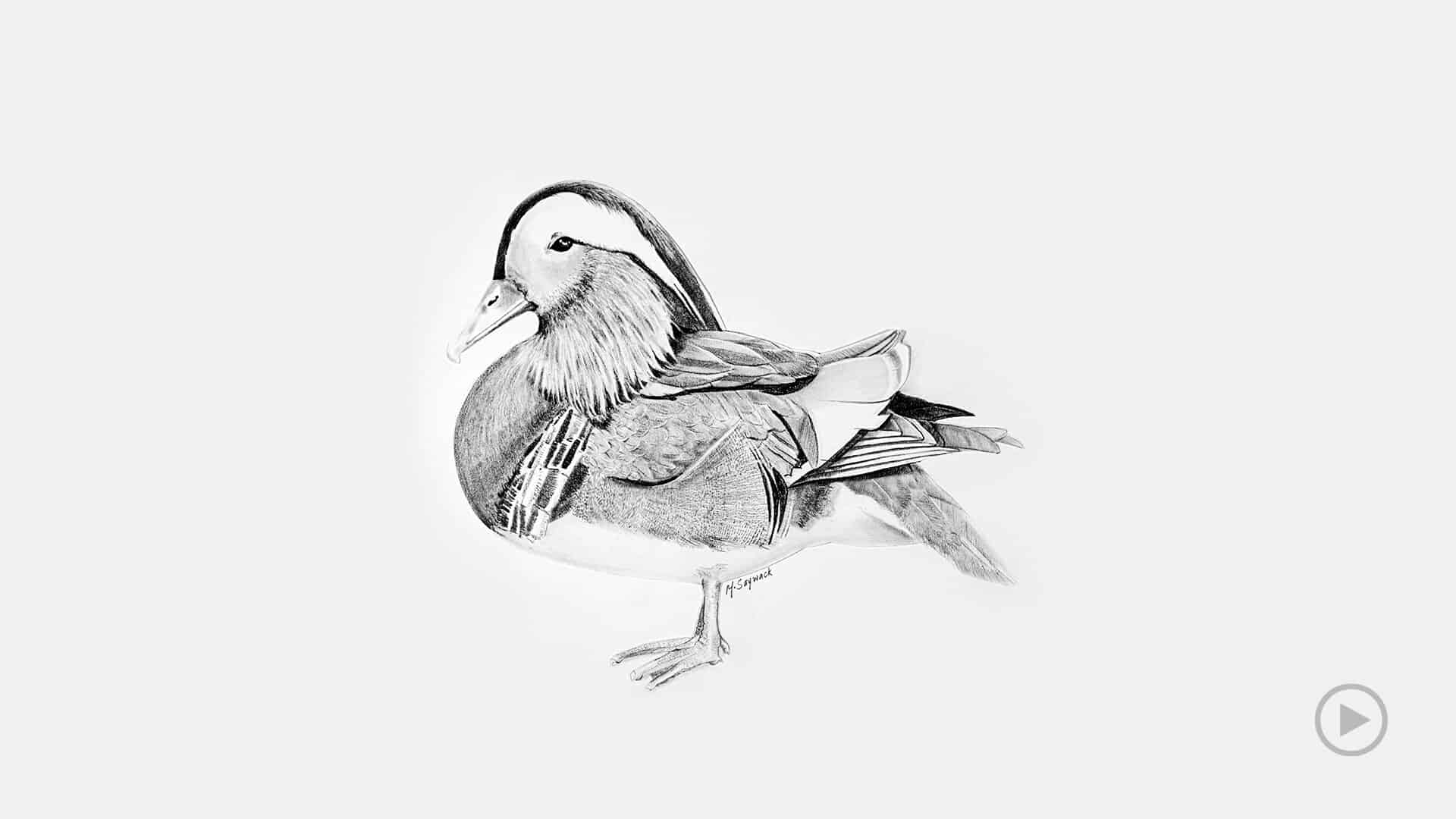 Time-lapse pencil drawing video of a mandarin duck.