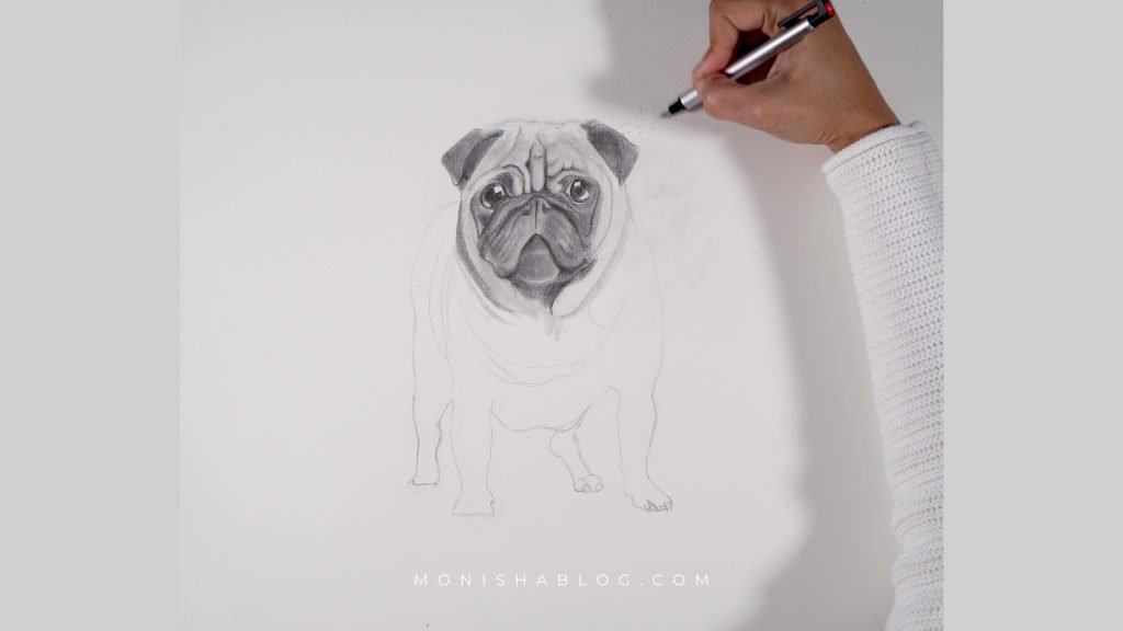 How to Draw A Pug - Step Tutorial