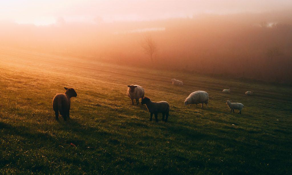 Sheep,on,hillside,at,sunrise